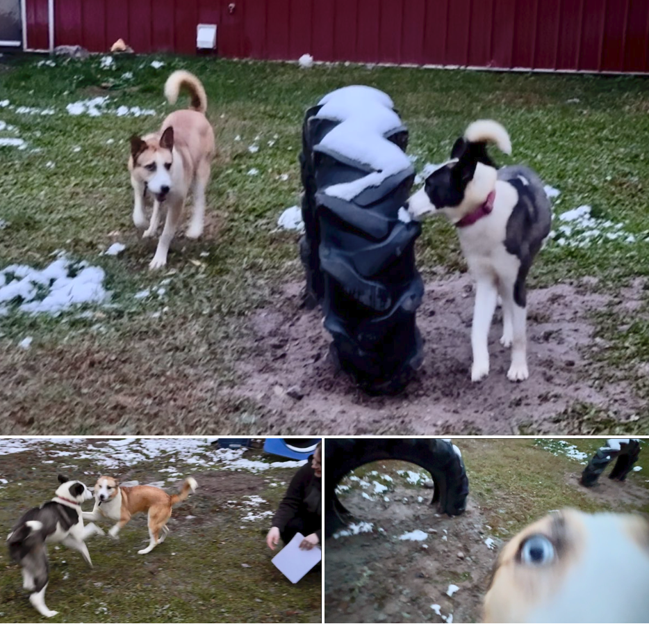 dogs available for adoption at Soulful Warrior Rescue in Wayne County, NY